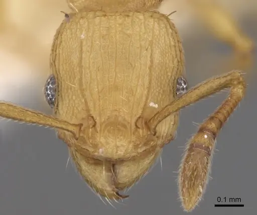 Tetramorium simillimum specimen CASENT0175482 image casent0175482_2