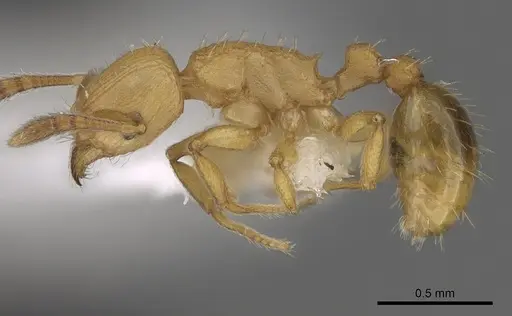 Tetramorium simillimum specimen CASENT0175482 image casent0175482_3