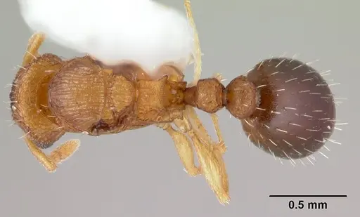 Tetramorium simillimum specimen CASENT0178440 image casent0178440_1