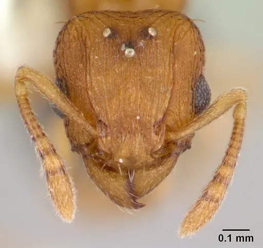 Tetramorium simillimum specimen CASENT0178440 image casent0178440_2