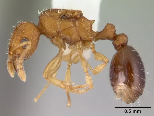 Tetramorium simillimum specimen CASENT0178440 image casent0178440_3