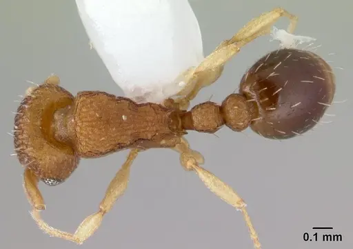 Tetramorium simillimum specimen CASENT0178441 image casent0178441_1