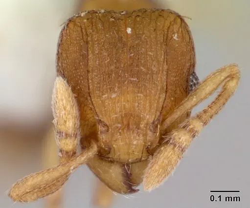Tetramorium simillimum specimen CASENT0178441 image casent0178441_2