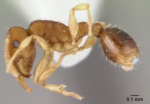 Tetramorium simillimum specimen CASENT0178441 image casent0178441_3