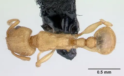 Tetramorium simillimum specimen CASENT0188894 image casent0188894_1