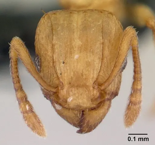 Tetramorium simillimum specimen CASENT0188894 image casent0188894_2