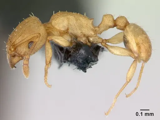 Tetramorium simillimum specimen CASENT0188894 image casent0188894_3