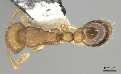 Tetramorium simillimum specimen CASENT0199890 image casent0199890_1