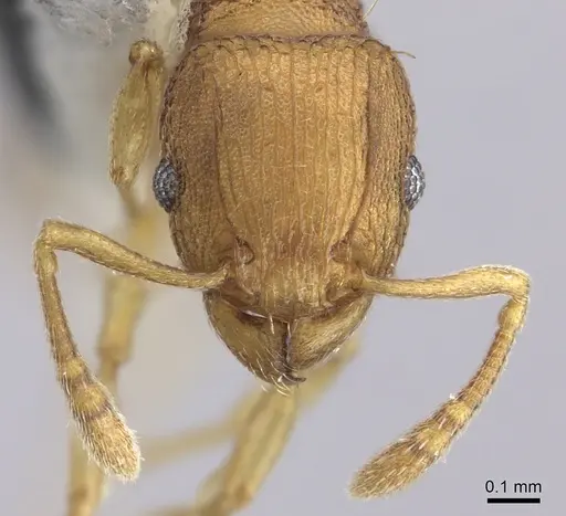 Tetramorium simillimum specimen CASENT0199890 image casent0199890_2