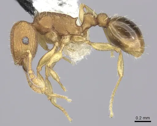 Tetramorium simillimum specimen CASENT0199890 image casent0199890_3