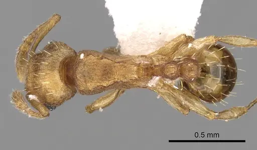 Tetramorium simillimum specimen CASENT0217225 image casent0217225_1