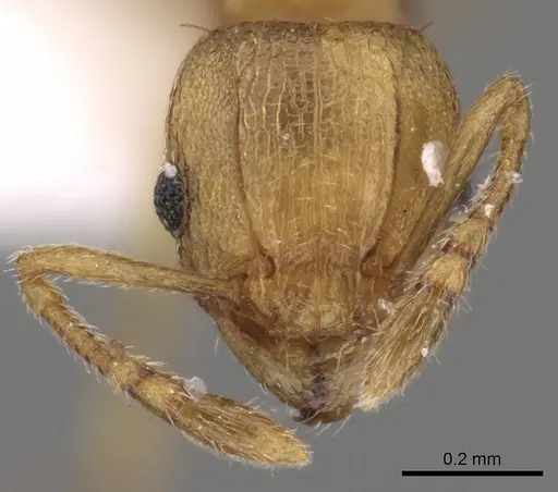 Tetramorium simillimum specimen CASENT0217225 image casent0217225_2