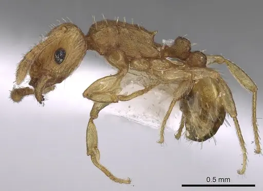 Tetramorium simillimum specimen CASENT0217225 image casent0217225_3
