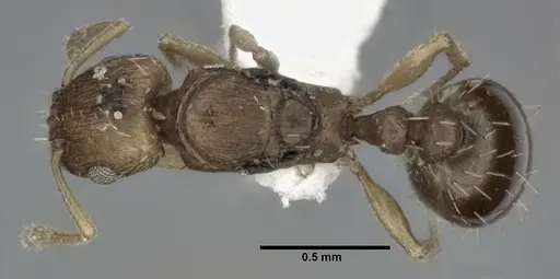 Tetramorium simillimum specimen CASENT0246155 image casent0246155_1