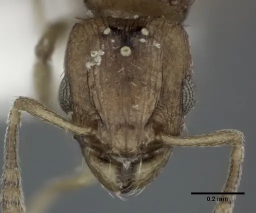 Tetramorium simillimum specimen CASENT0246155 image casent0246155_2