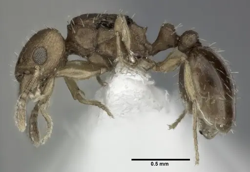 Tetramorium simillimum specimen CASENT0246155 image casent0246155_3