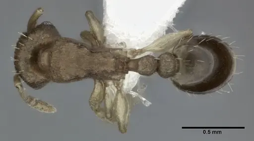 Tetramorium simillimum specimen CASENT0246156 image casent0246156_1