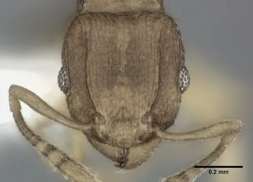 Tetramorium simillimum specimen CASENT0246156 image casent0246156_2