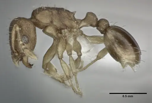 Tetramorium simillimum specimen CASENT0246156 image casent0246156_3