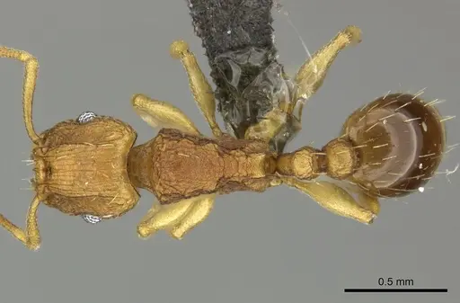 Tetramorium simillimum specimen CASENT0249020 image casent0249020_1