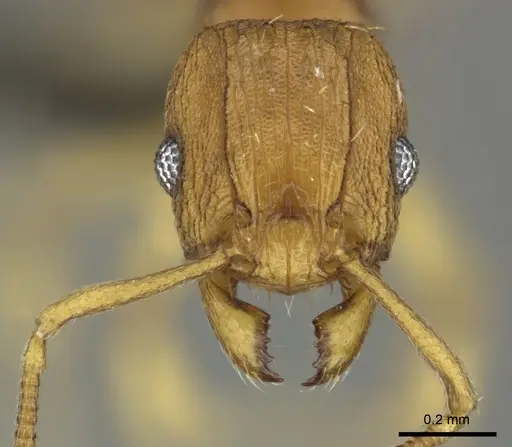 Tetramorium simillimum specimen CASENT0249020 image casent0249020_2