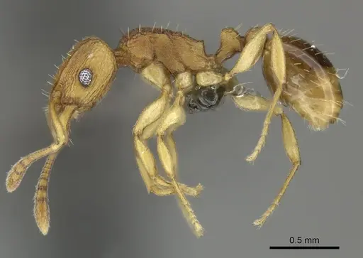 Tetramorium simillimum specimen CASENT0249020 image casent0249020_3
