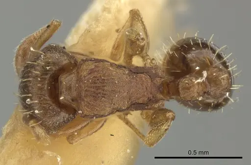 Tetramorium simillimum specimen CASENT0249091 image casent0249091_1