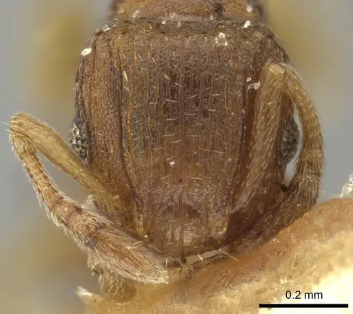 Tetramorium simillimum specimen CASENT0249091 image casent0249091_2