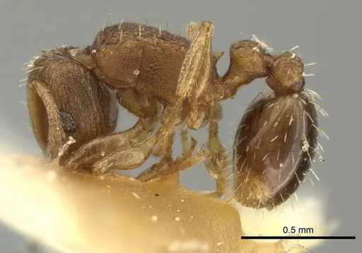 Tetramorium simillimum specimen CASENT0249091 image casent0249091_3