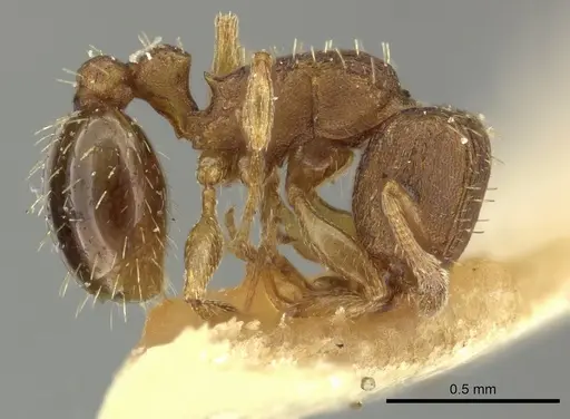 Tetramorium simillimum specimen CASENT0249091 image casent0249091_4