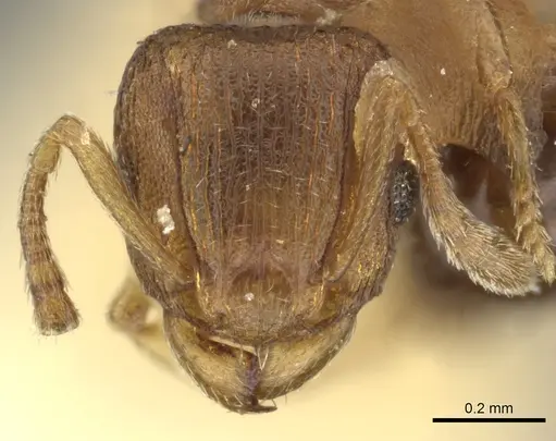 Tetramorium simillimum specimen CASENT0249092 image casent0249092_1