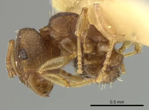 Tetramorium simillimum specimen CASENT0249092 image casent0249092_2