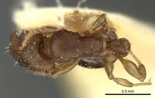 Tetramorium simillimum specimen CASENT0249093 image casent0249093_1