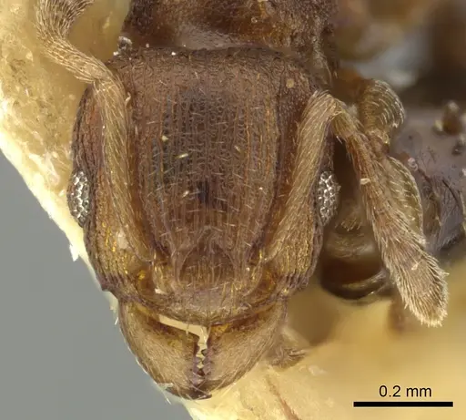 Tetramorium simillimum specimen CASENT0249093 image casent0249093_2