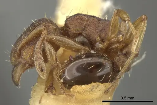 Tetramorium simillimum specimen CASENT0249093 image casent0249093_3