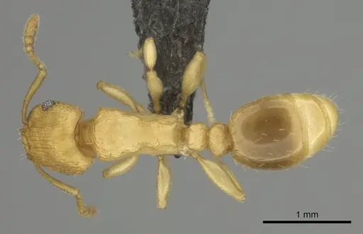 Tetramorium simillimum specimen CASENT0253353 image casent0253353_1