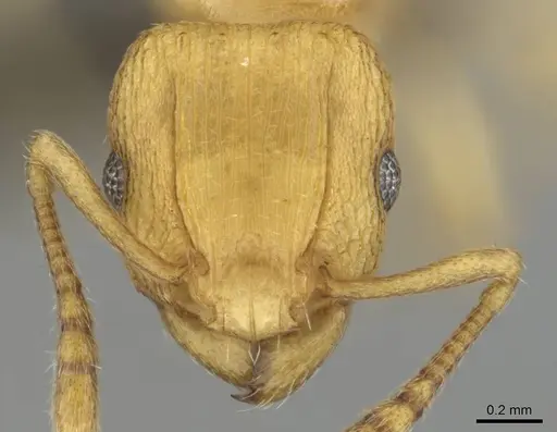Tetramorium simillimum specimen CASENT0253353 image casent0253353_2