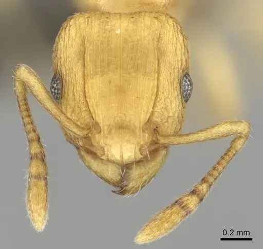 Tetramorium simillimum specimen CASENT0253353 image casent0253353_3