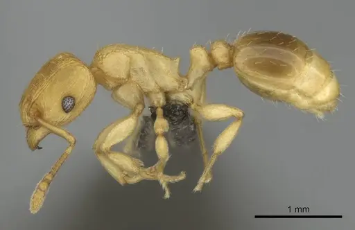 Tetramorium simillimum specimen CASENT0253353 image casent0253353_4