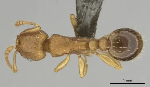 Tetramorium simillimum specimen CASENT0253358 image casent0253358_1