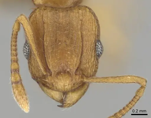 Tetramorium simillimum specimen CASENT0253358 image casent0253358_2