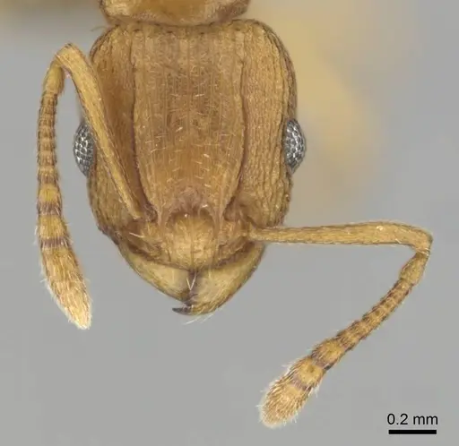 Tetramorium simillimum specimen CASENT0253358 image casent0253358_3