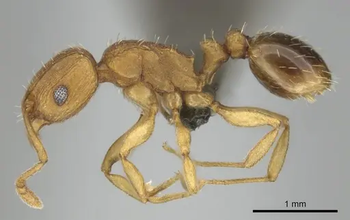 Tetramorium simillimum specimen CASENT0253358 image casent0253358_4