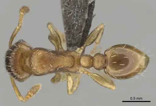 Tetramorium simillimum specimen CASENT0253365 image casent0253365_1