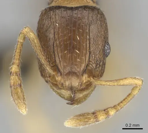 Tetramorium simillimum specimen CASENT0253365 image casent0253365_2