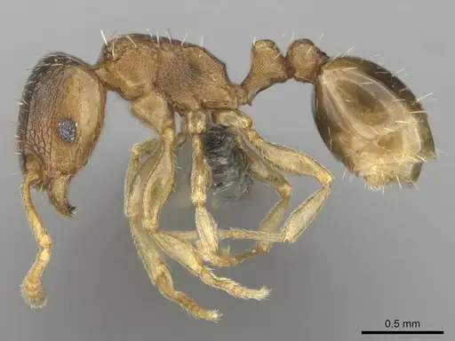 Tetramorium simillimum specimen CASENT0253365 image casent0253365_3