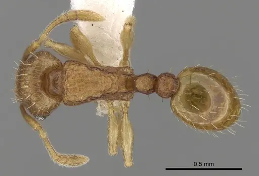 Tetramorium simillimum specimen CASENT0280854 image casent0280854_1