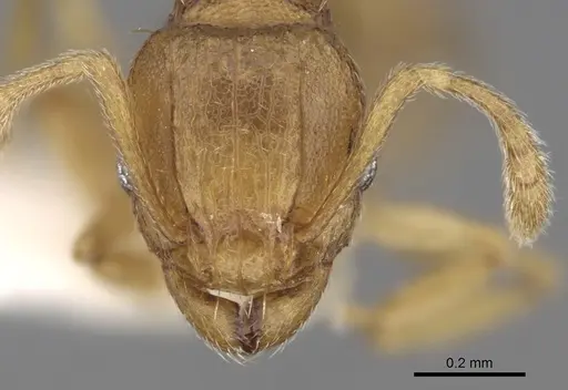 Tetramorium simillimum specimen CASENT0280854 image casent0280854_2