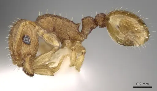 Tetramorium simillimum specimen CASENT0280854 image casent0280854_3
