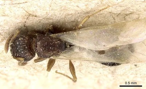 Tetramorium simillimum specimen CASENT0281192 image casent0281192_1